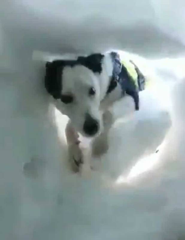 Разве собакам нет места в раю? Увидев, как пес находит человека под снегом, почувствуете, как сердце тает