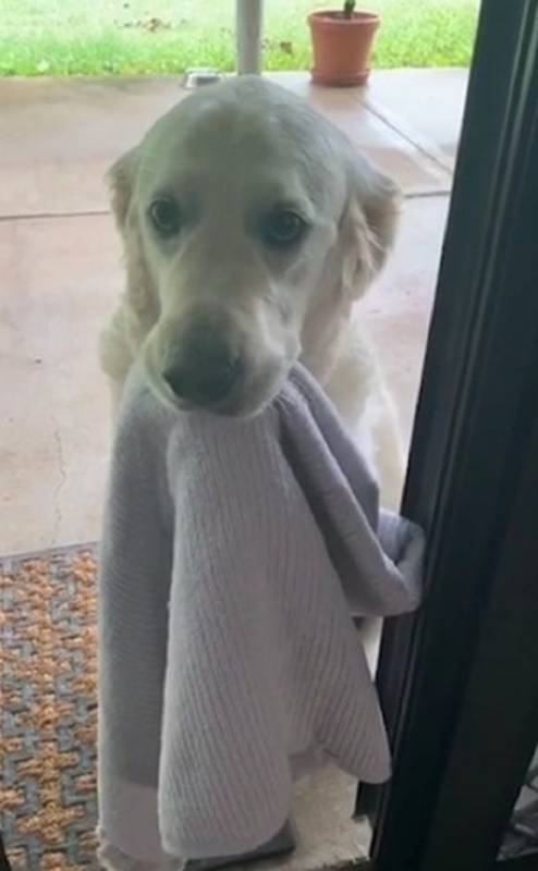 Парень открыл дверь и рассмеялся: перед порогом сидел его пес, держа в пасти полотенце