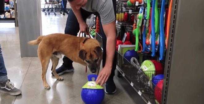 Приведя бездомного пса в магазин, парень решил, что купит ему все, к чему тот прикоснется мордочкой