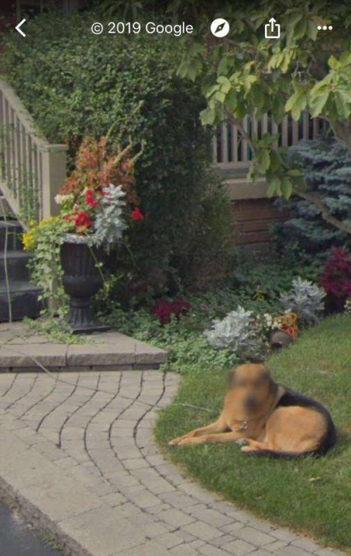 Пёс случайно оказался на фото в Google. Одна интересная деталь рассмешила его хозяйку