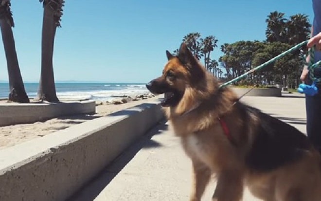 Бездомный пес, просидевший на цепи много лет, взвыл от счастья, когда впервые увидел океан