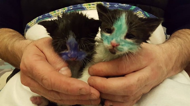 Шрек и Смурф: двух крохотных котят выкрасили в невообразимые цвета