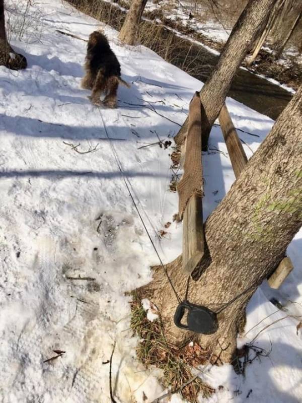 Пса бросили умирать в заснеженном парке, связав ему задние лапы веревкой