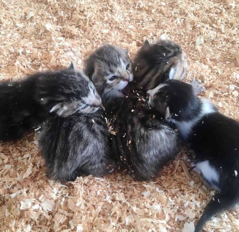 Дочь фермера заметила 6 крошечных малышей, копошащихся в опилках. Им срочно требовалась помощь