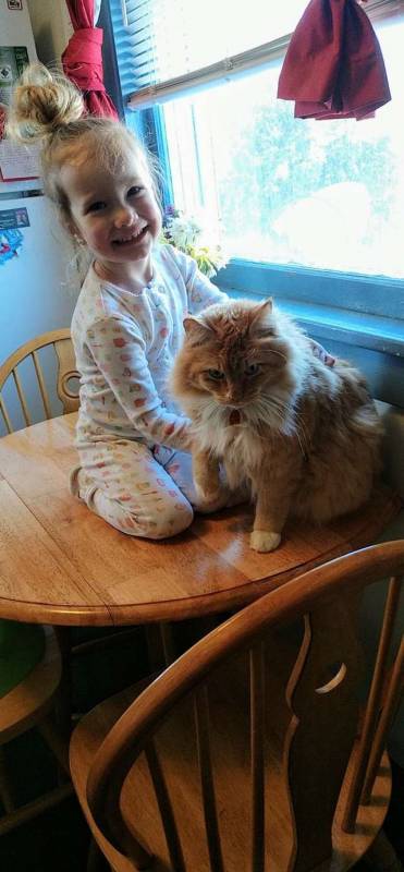 Девушка готовила детям завтрак, когда увидела своего кота. И он явно что-то замышлял!