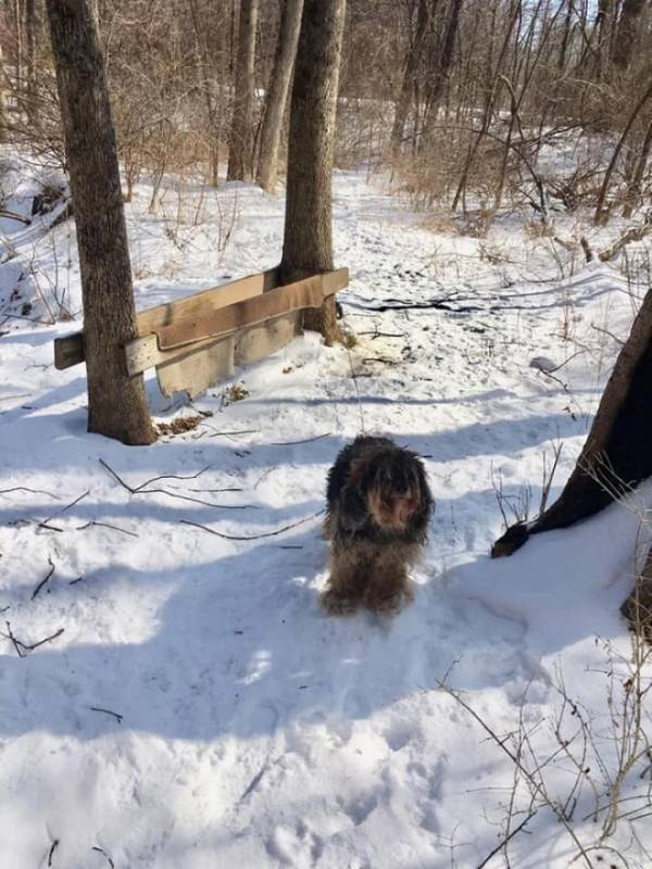 Пса бросили умирать в заснеженном парке, связав ему задние лапы веревкой