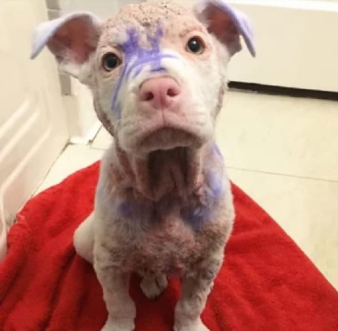 Больной щенок потряс людей, но больше всего вопросов вызвали фиолетовые отметины на его теле