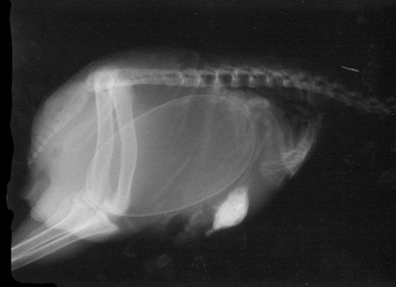 14 захватывающих рентгеновских снимков беременных животных!