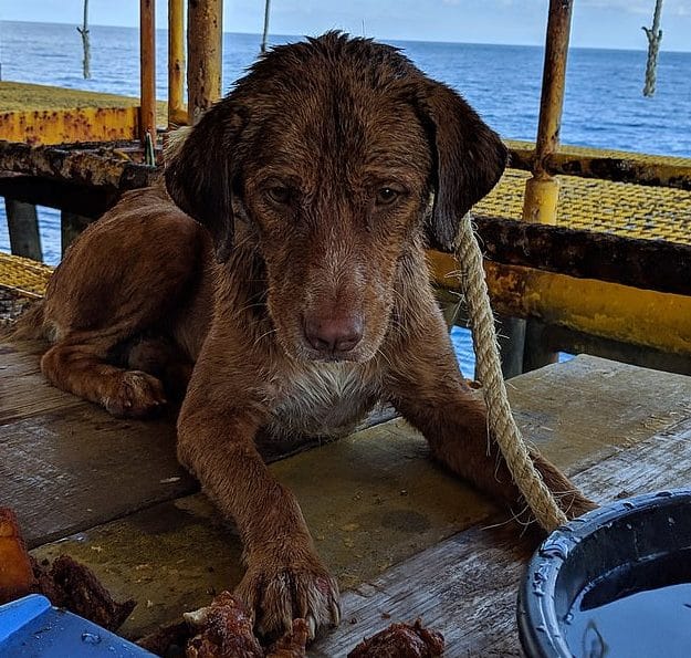 Собака проплыла 218 километров в открытом море: кто спас обессиленное животное