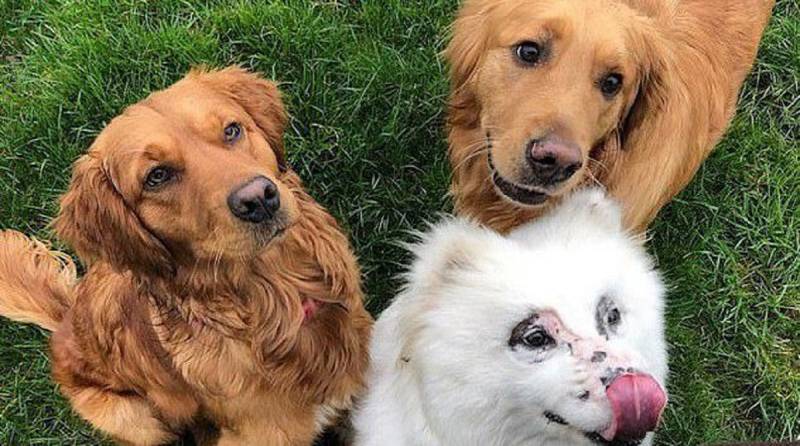Трогательная история спасения: как студентка в одиночку выходила трёх больных собак