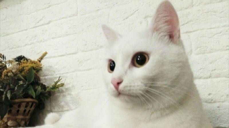Любовь к брошенному котенку «победила» аллергию, и спасительница не смогла отдать его