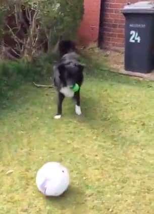 Забавный щенок-футболист не пускает в дом, пока с ним не сыграют в мяч