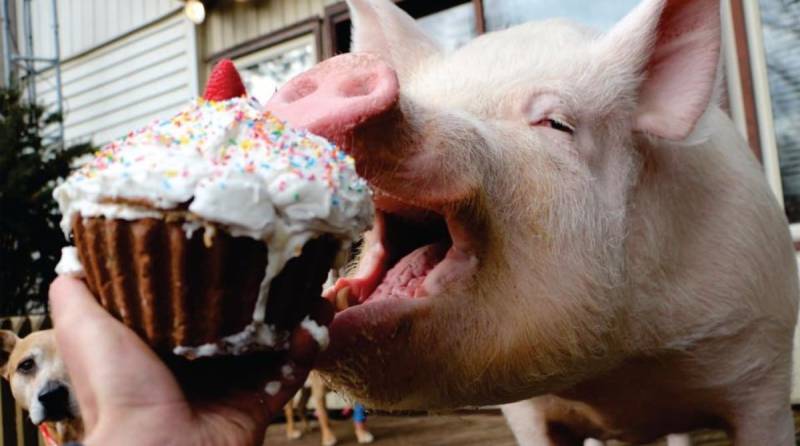 Подложили свинью: как мини-пиг вырос до 300 килограммов