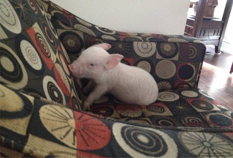 Подложили свинью: как мини-пиг вырос до 300 килограммов