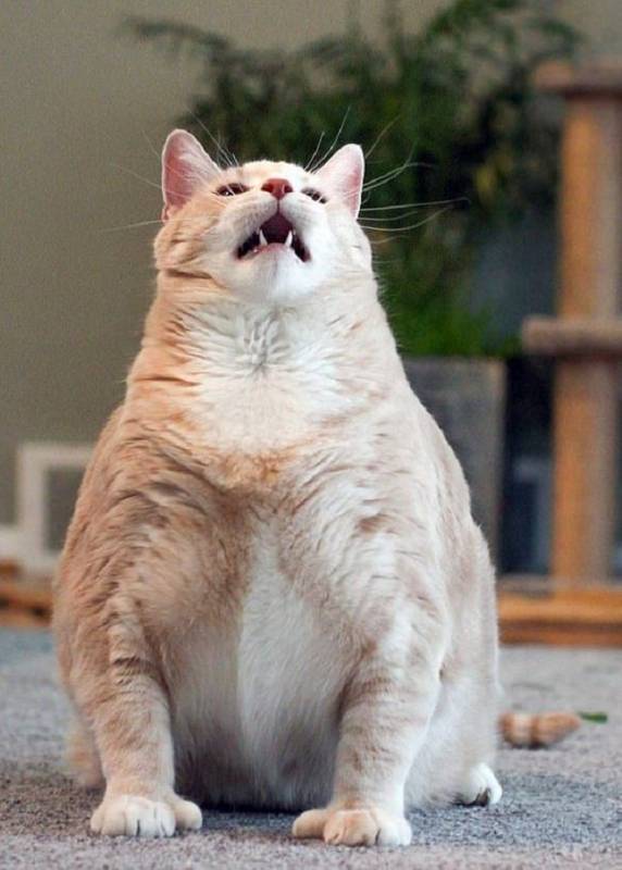 Кошачья диета: как необычная форма лап помогла очень толстому мурлыке похудеть