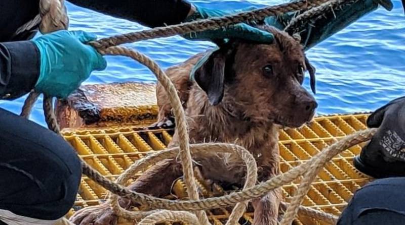 Собака проплыла 218 километров в открытом море: кто спас обессиленное животное