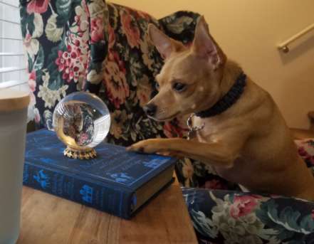 Пёс все время заглядывал в стеклянный шар для предсказаний, а хозяева не понимали, что же он там видит