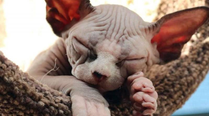Обнаженная ушастая милота: трогательные и ужасно обаятельные котята-сфинксы