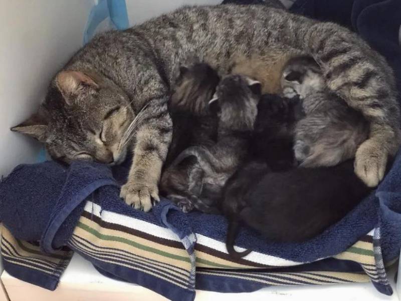 В поисках убежища: как больная беременная кошка подбирала безопасное место для родов