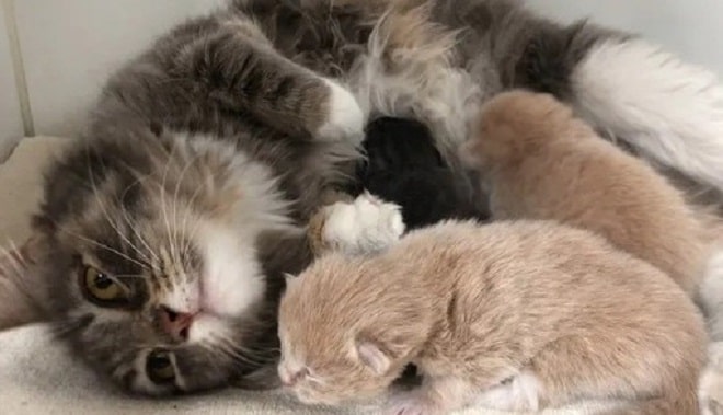 Бездомная кошка родила котят, и среди них оказалась малышка-проказница
