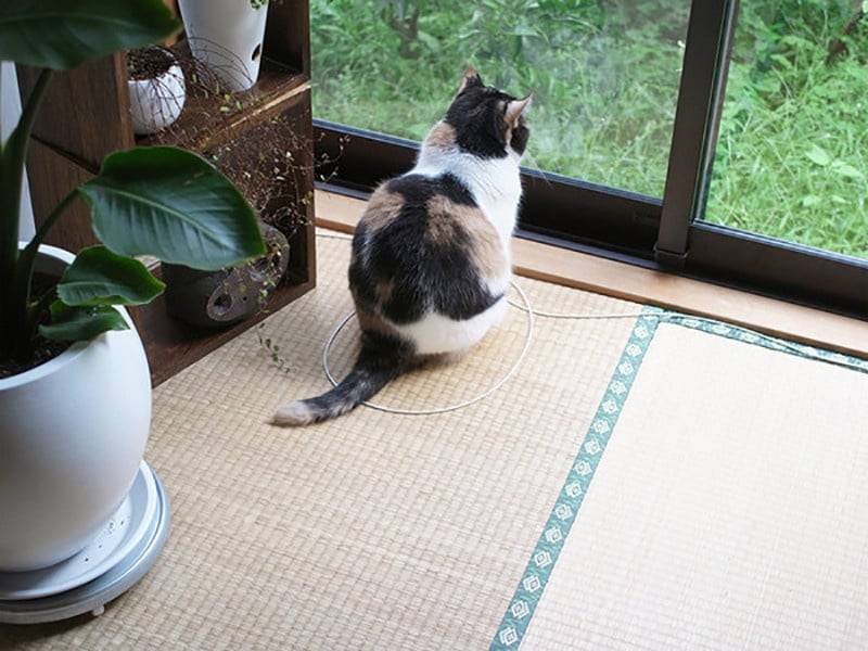 Если на полу есть круг, то кошка обязательно в него сядет: необычная теория и ее экспериментальное доказательство