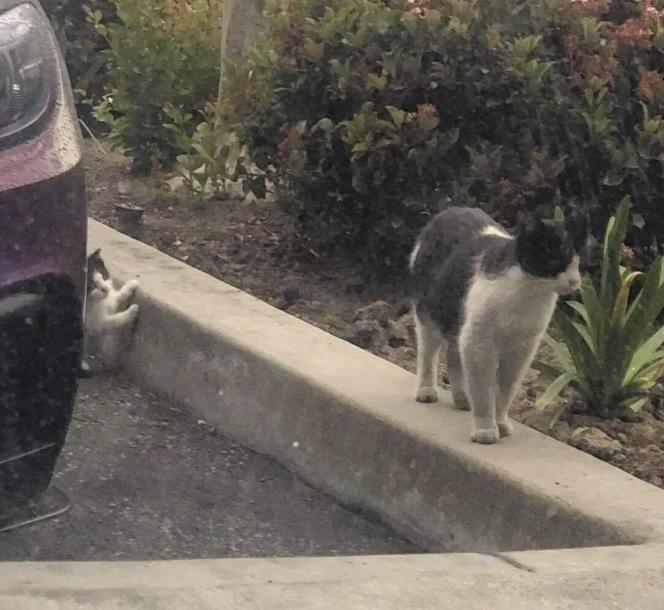 По улице бродила кошка, а рядом с ней шел котенок, похожий на нее, как две капли воды