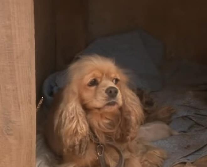 Собака пряталась от людей в старой будке, не подпуская к щенкам, которым срочно требовалась помощь
