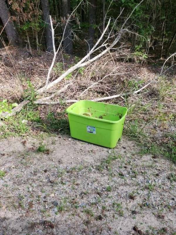 На краю леса стоял мусорный контейнер, а внутри сидели испуганные щенки
