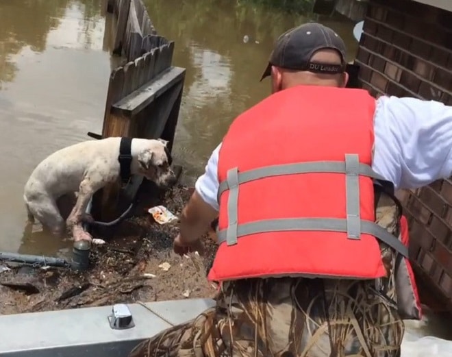 После наводнения две собаки умудрились продержаться в воде более 16 часов