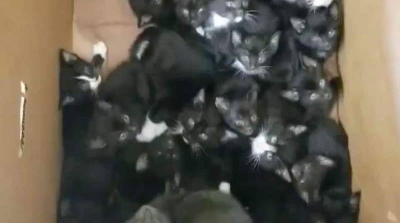 На пороге приюта стояла женщина с картонной коробкой, а внутри шевелилось 39 котят