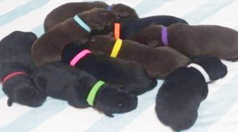 Восемь крохотных щенков пищали в мусорнике, и только их братишке повезло родиться чуть позже