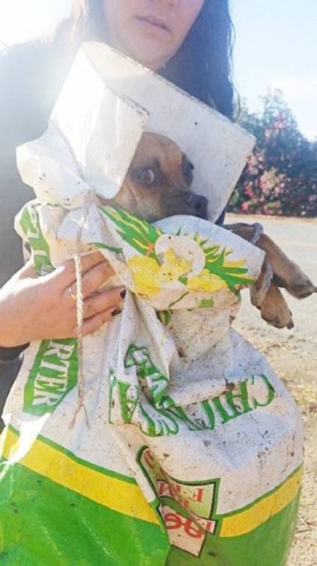 Найденный в пакете пес с ужасом смотрел на свою спасительницу