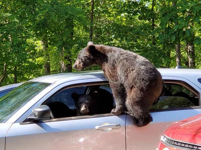 Пока парень с семьей отдыхал, медведи чуть не угнали его машину. Ну и наглецы