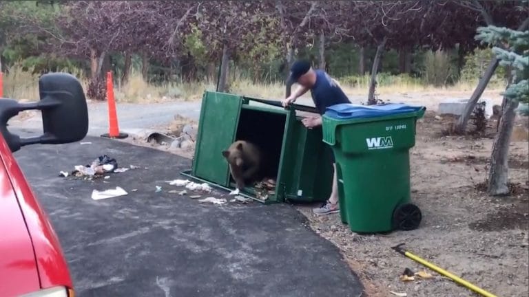 Разбуженные грохотом пожарные выбежали на улицу и увидели медведицу, лежащую у мусорного бака