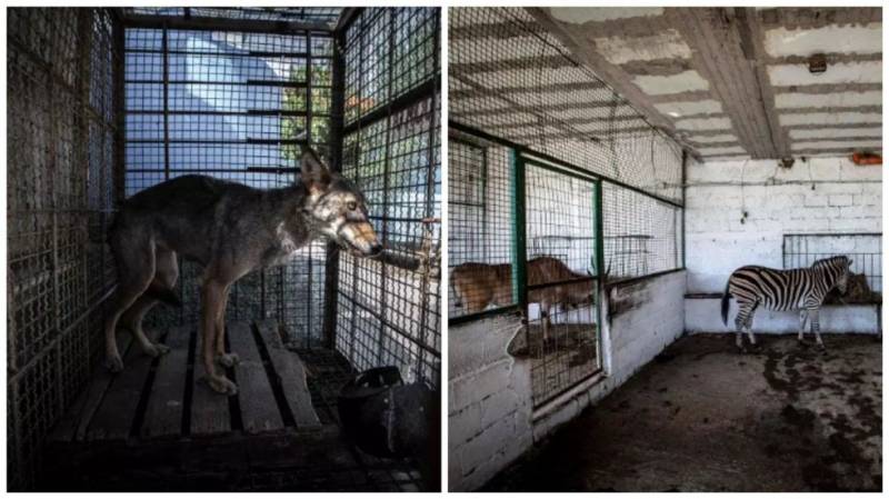 Зоопарк, в котором животным не место: пользователи сети обеспокоены состоянием львов