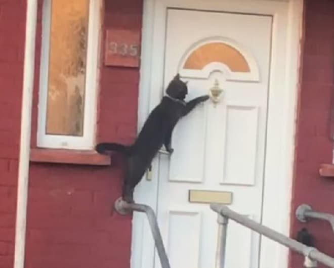 Воспитанный котик: как мурлыка стучал в дверь к своим хозяевам