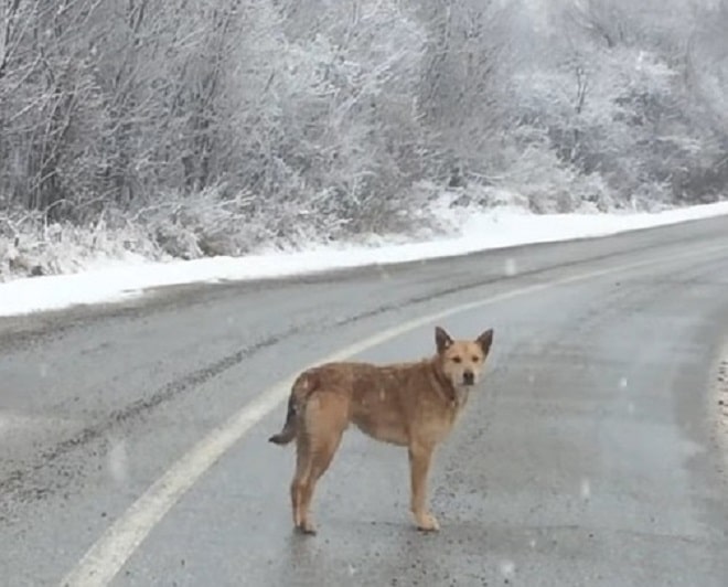Испуганная собака вжалась в снег при виде людей, ведь добра от них она давно не получала