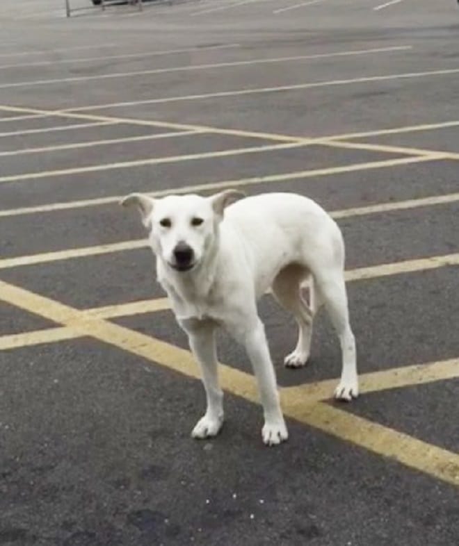 Собака на парковке выла от одиночества: несколько дней назад ее бросили здесь хозяева