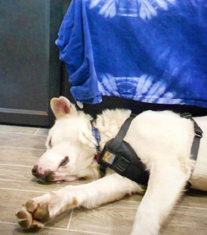 Когда туристы нашли пса с воспаленными лапами, приют сообщил, что может только усыпить животное