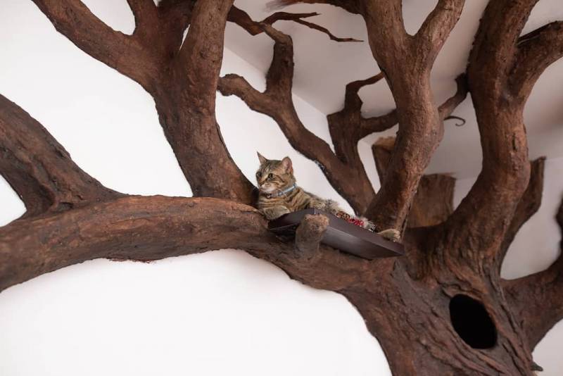 Теперь в квартире «растет» дерево, а хозяйский кот в восторге