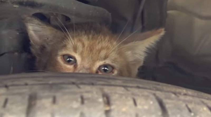 Котенок спрятался в моторном отсеке, и волонтер включил видео с мяукающими котятами, чтобы найти его среди машин