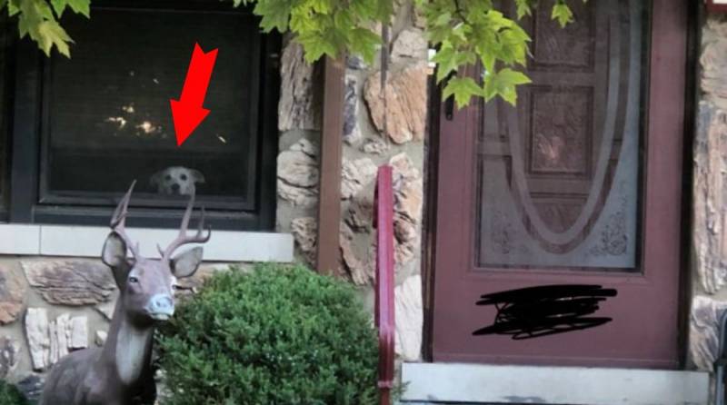 11 лет пес ждал хозяина у окна. Питомца не стало, а парень по-прежнему ищет его взглядом, возвращаясь домой