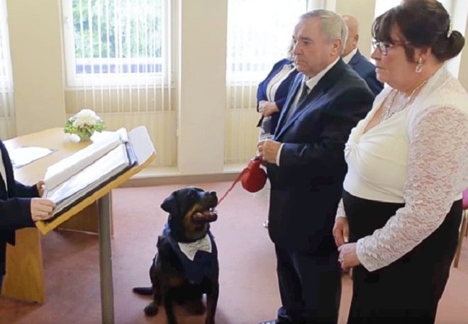 Необычный шафер: брошенный пес стал членом семьи для хозяина и украсил собой свадьбу