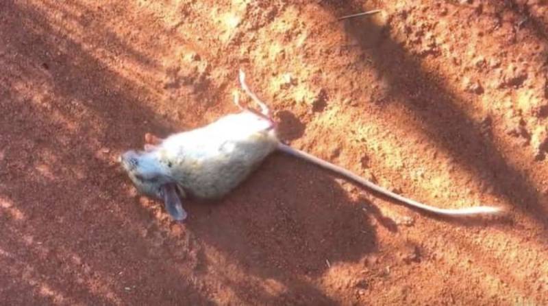 Посреди пустыни лежала безжизненная мышка. Добрый парень решил спасти маленькую жизнь