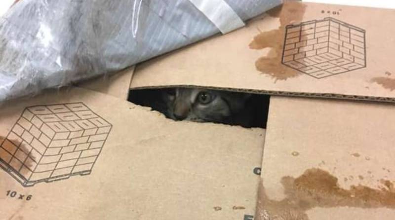 У приюта стояли три картонные коробки, а внутри сидели испуганные кошки и котята