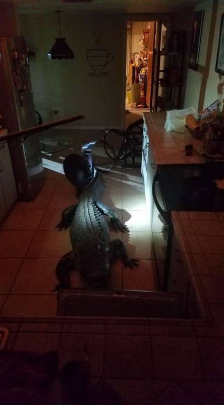 Огромный аллигатор прокрался на кухню к женщине и устроил там погром