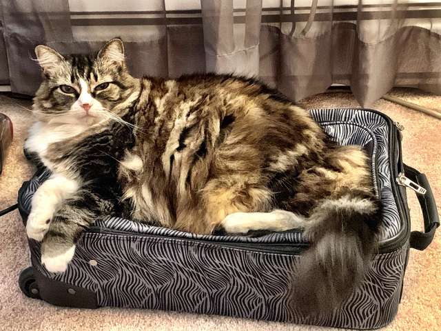 У кошки есть милая привычка — она обожает спать в хозяйских чемоданах