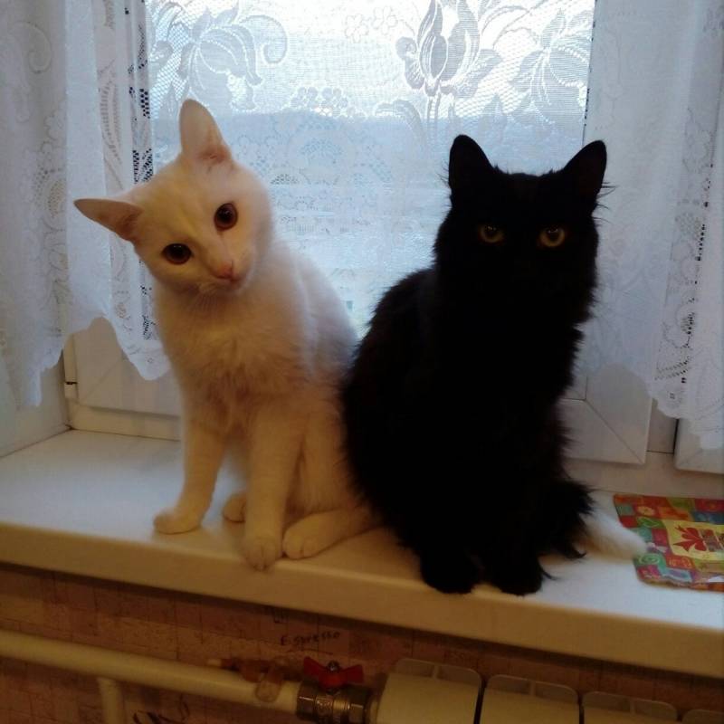 Они вытащили счастливый билетик: коты Яша и Фрося нашли идеальных хозяев