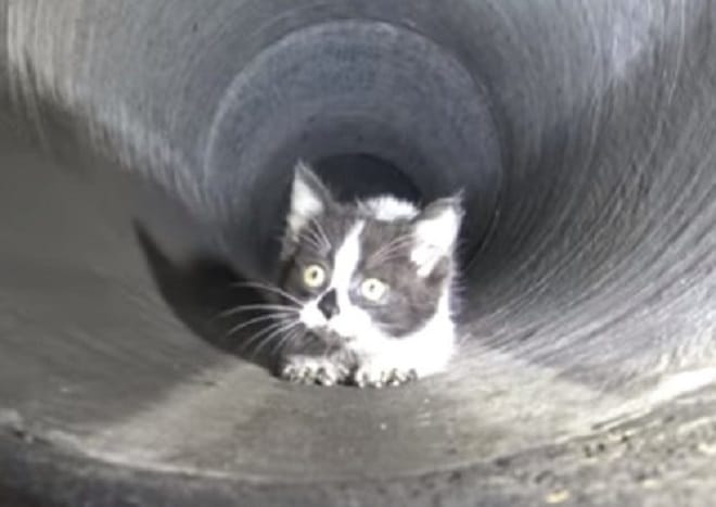 Волонтеры обследовали всю канализационную систему, чтобы вытащить испуганного котенка