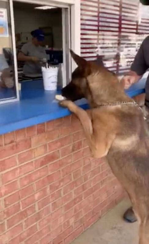 Полицейский пес расслабляется в конце рабочего дня, уплетая мороженое